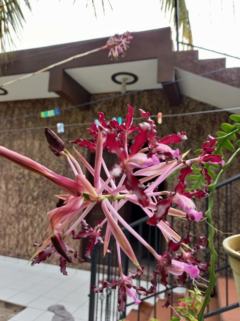 Laelia 7
