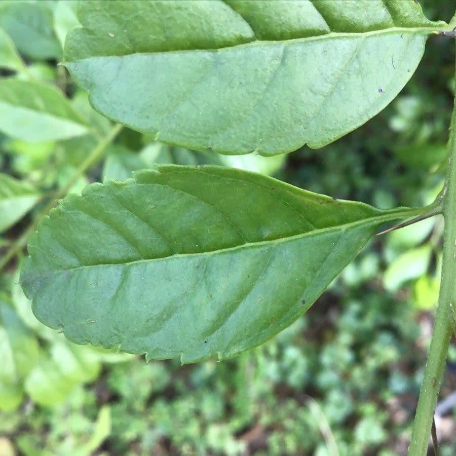 Duranta 3