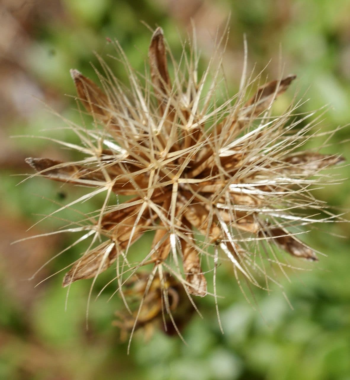 Hyoseris radiata 3