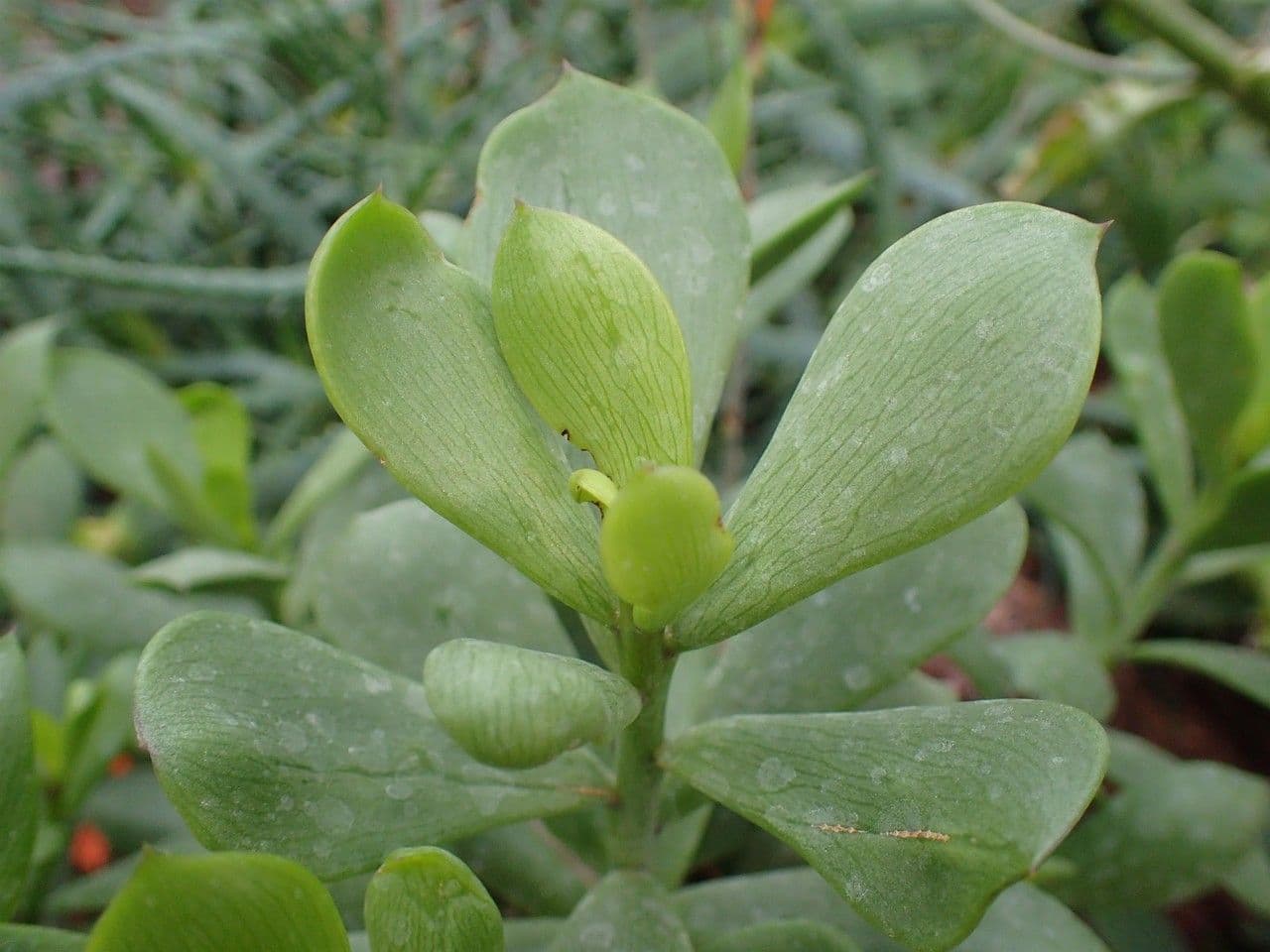 Senecione 2