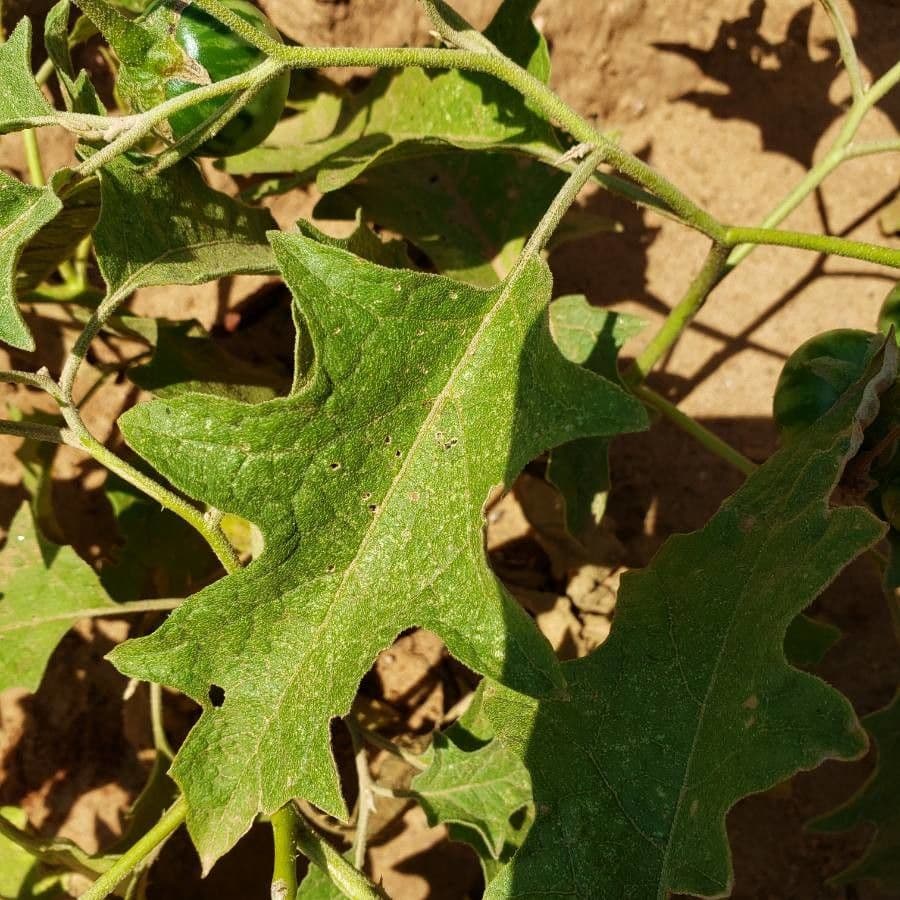 Solanum dimidiato 16