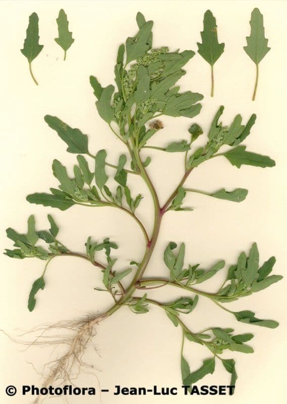Komosa figolistna 13