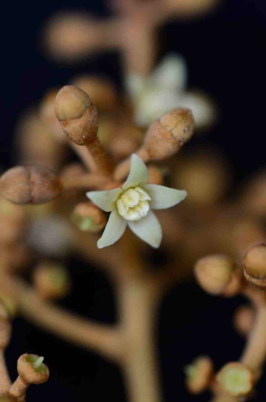Yagrumo macho 10