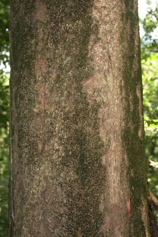 Parinari excelsa 15