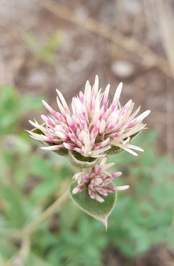 Gomphrena