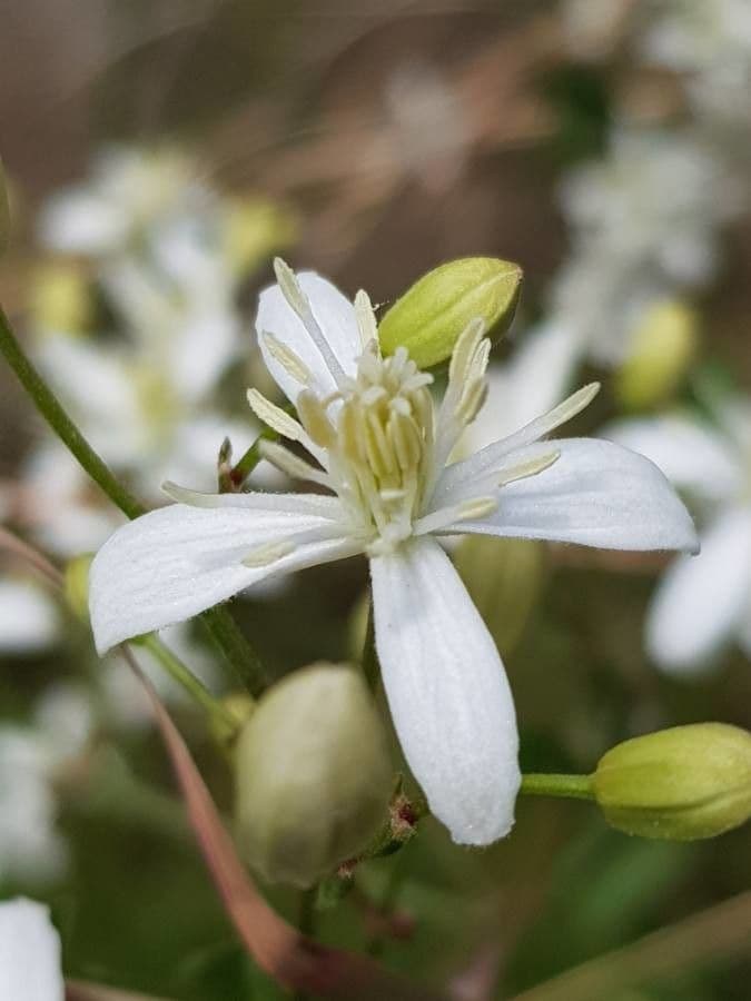 Clematítide 10