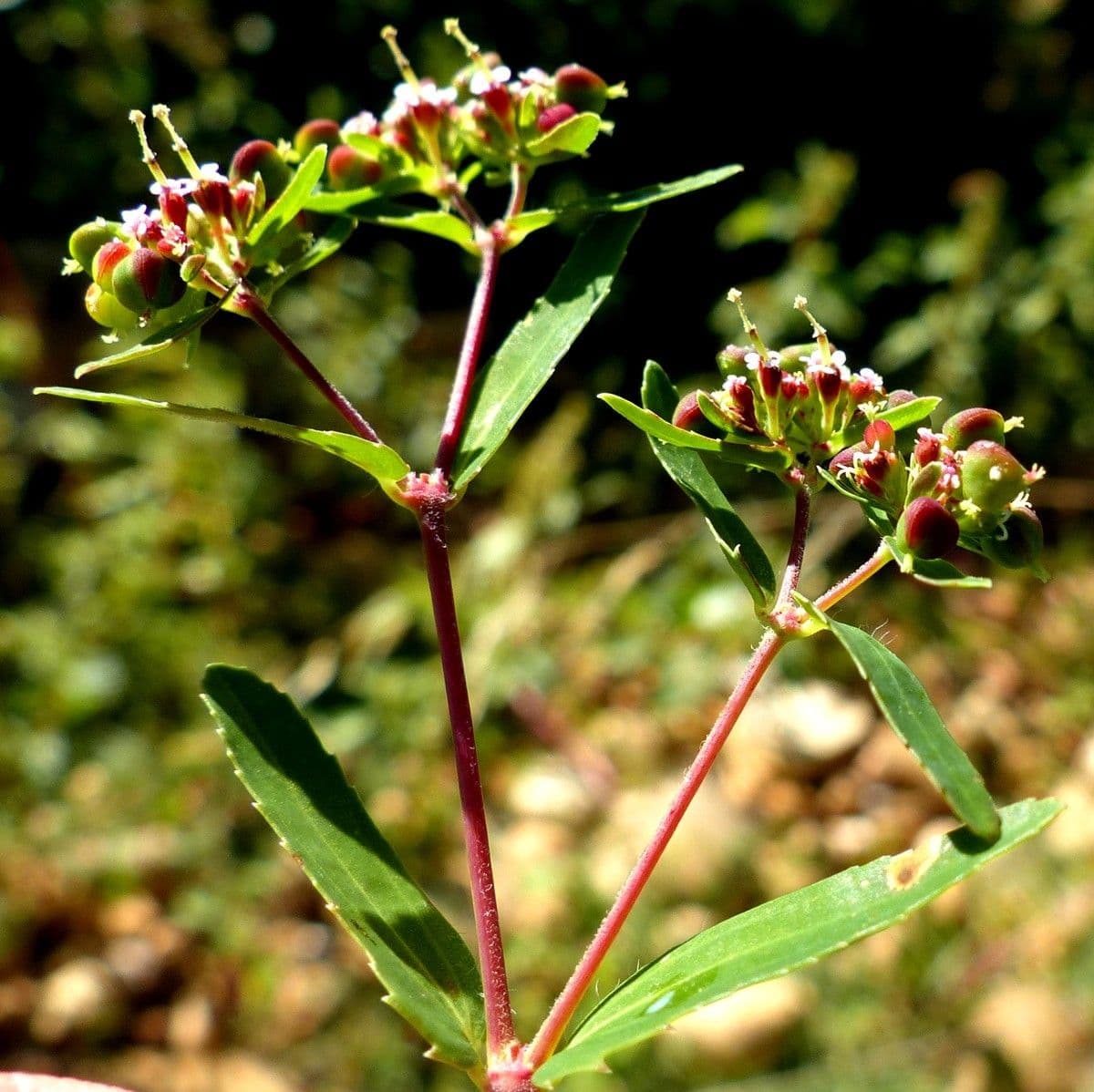 Euforbia pendula 14