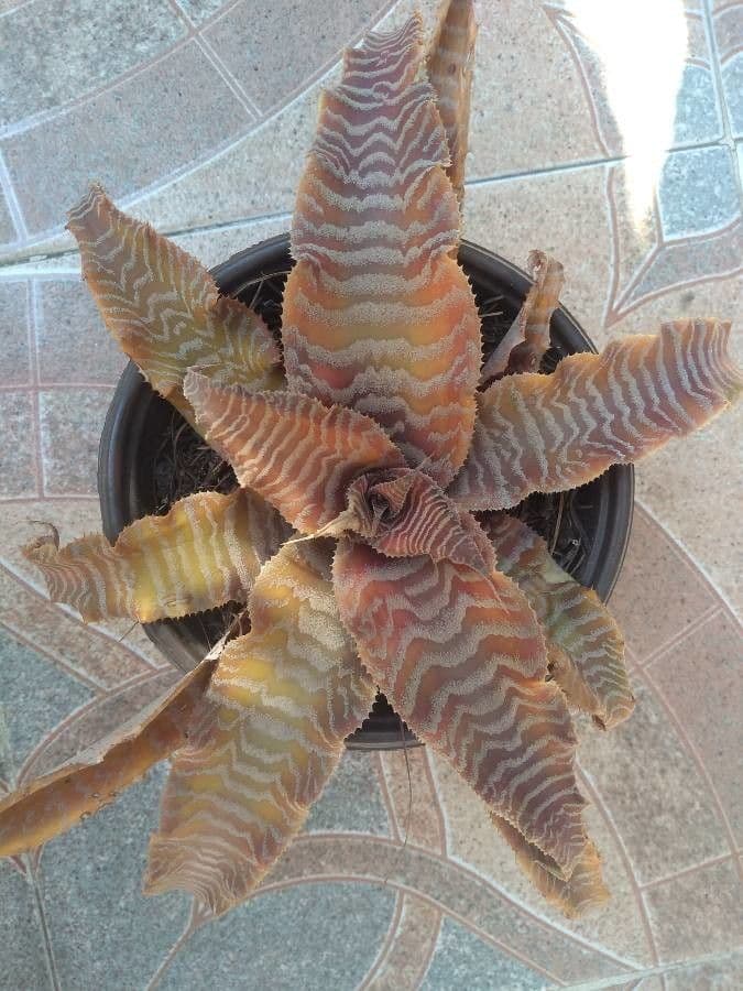 Cryptanthus 16