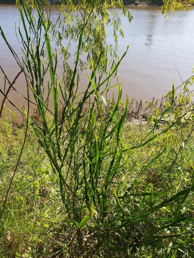 Baccharis trimera 20