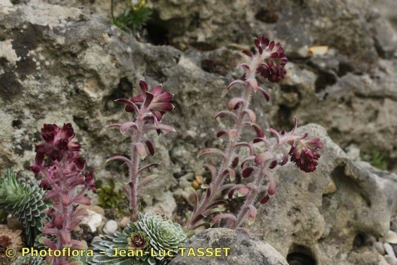 Sassifraga alpina 8