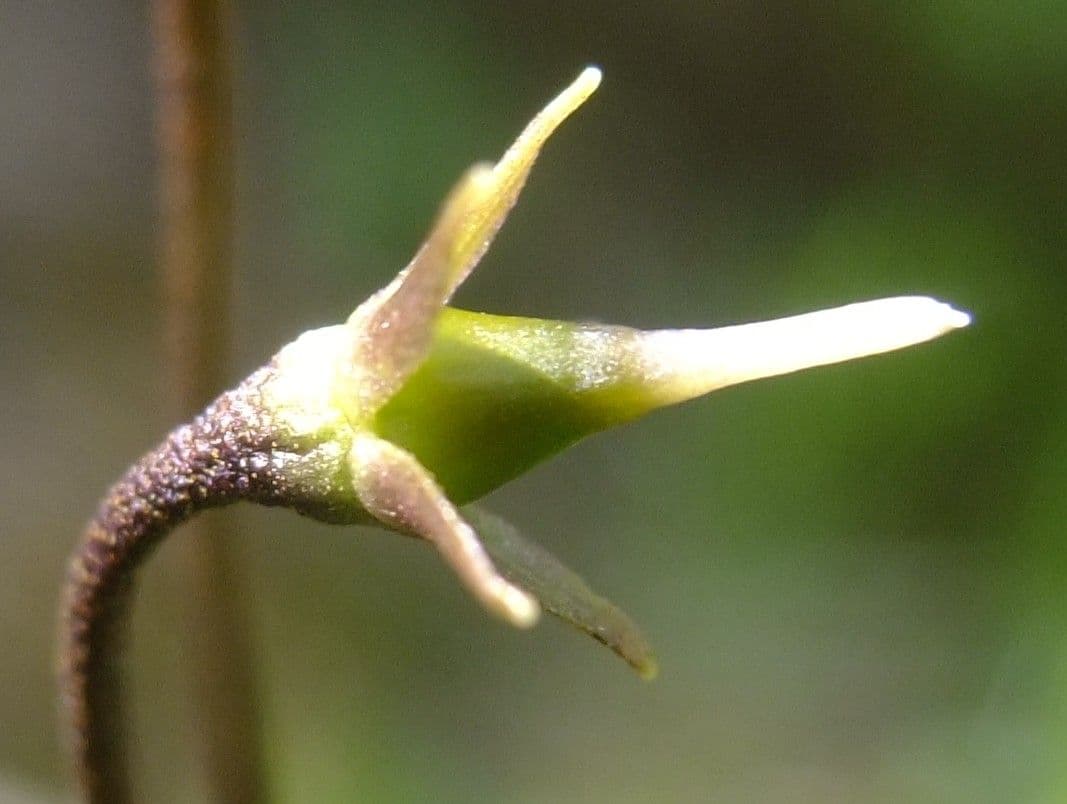 Soldanella comune