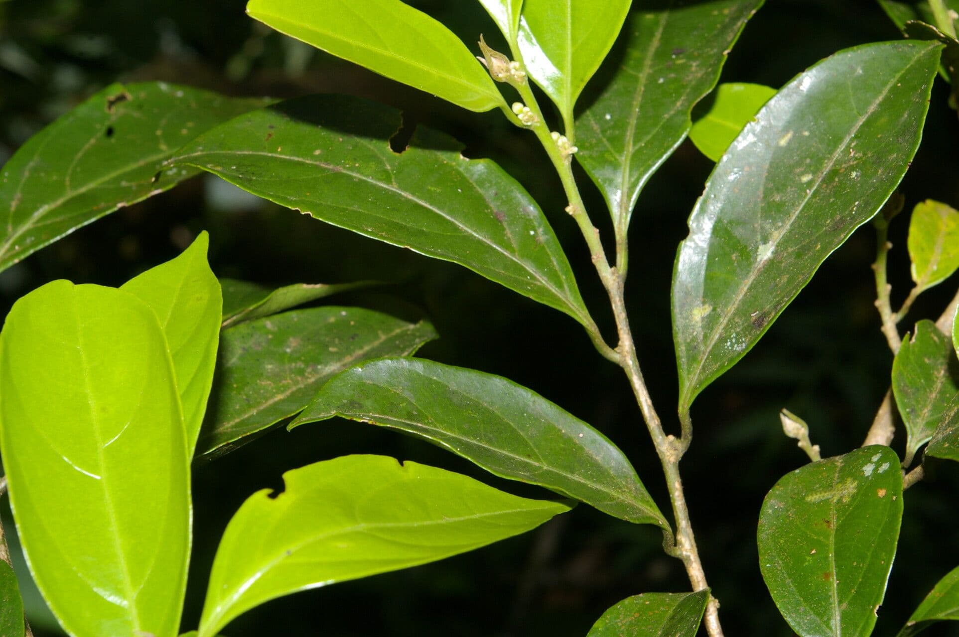 Casearia 10