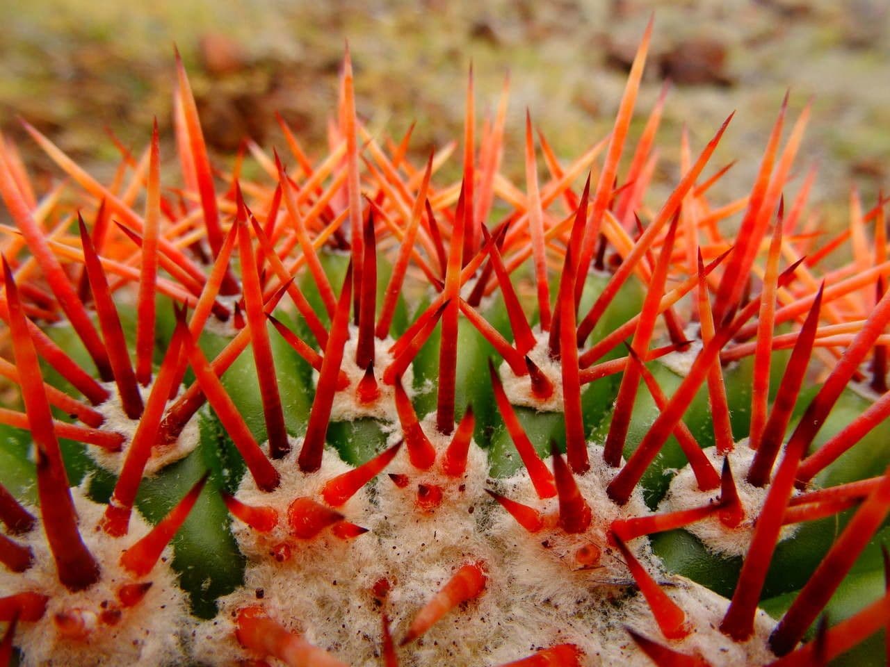 Melocactus 7
