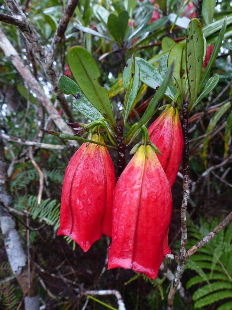 Thiollierea 4