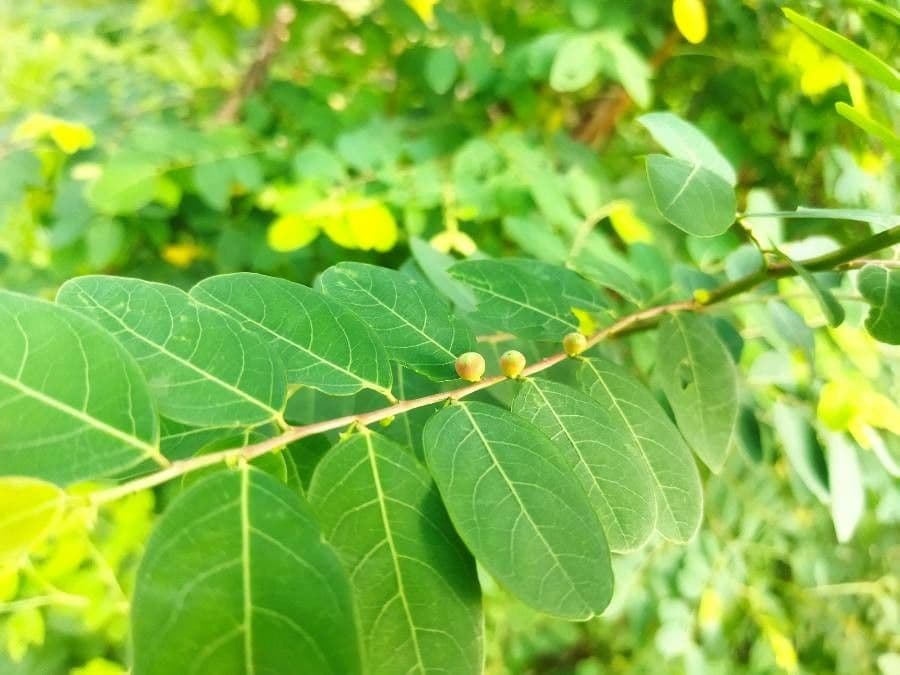 Breynia vitis-idaea
