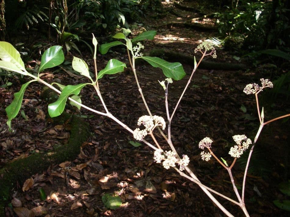 Kleinblütige Chimarrhis 26