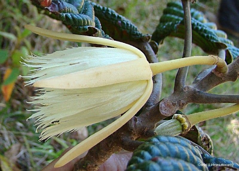 Elaeocarpus