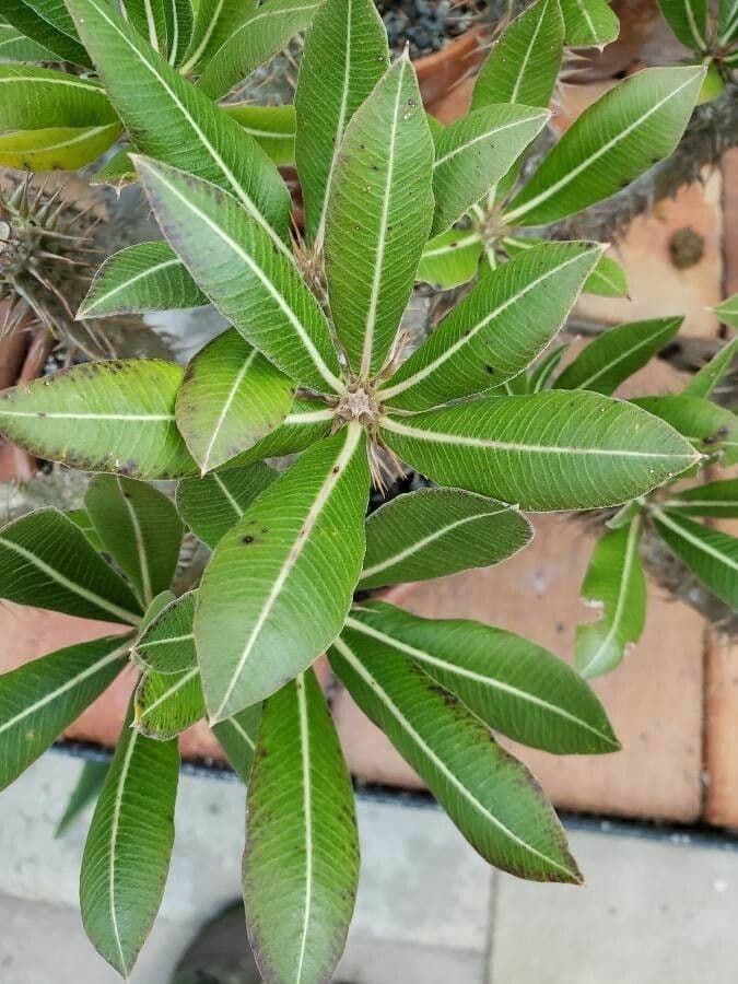 Pachypodium 2