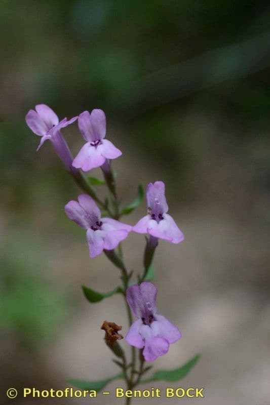 Micromeria marginata 3