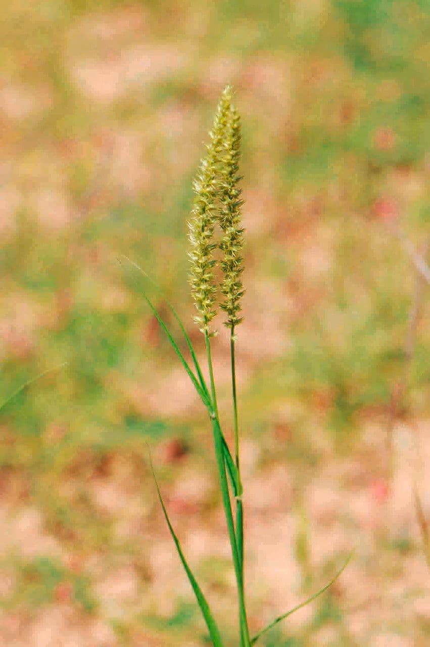Cenchrus biflorus 6