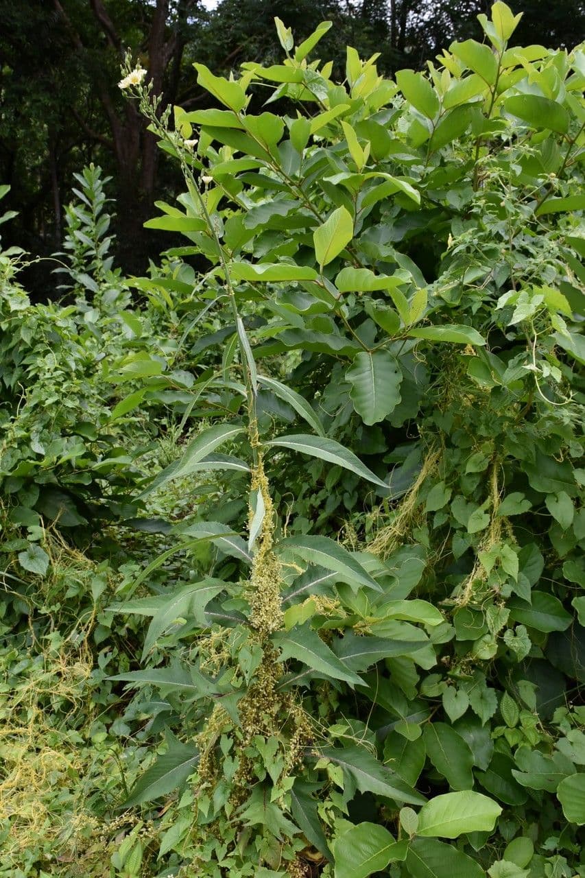 Lactuca indica 7