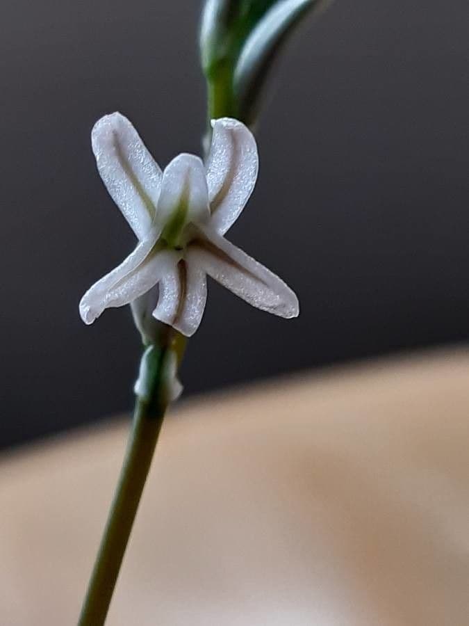 Haworthia 8