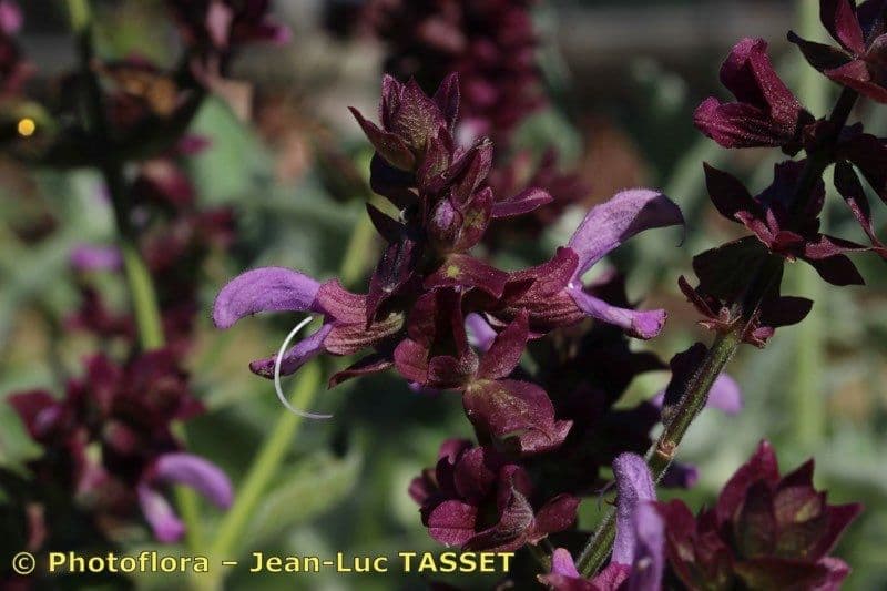 Salvia 21