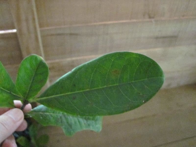 Byrsonima 9