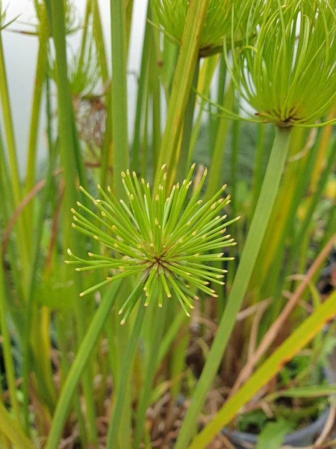 Papyrusstaude 6