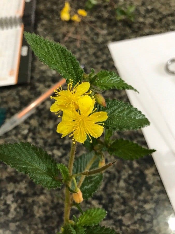 Corchorus hirtus 2