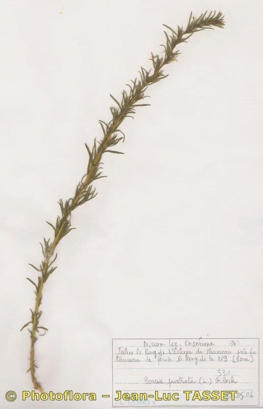 Bassia prostrata 24