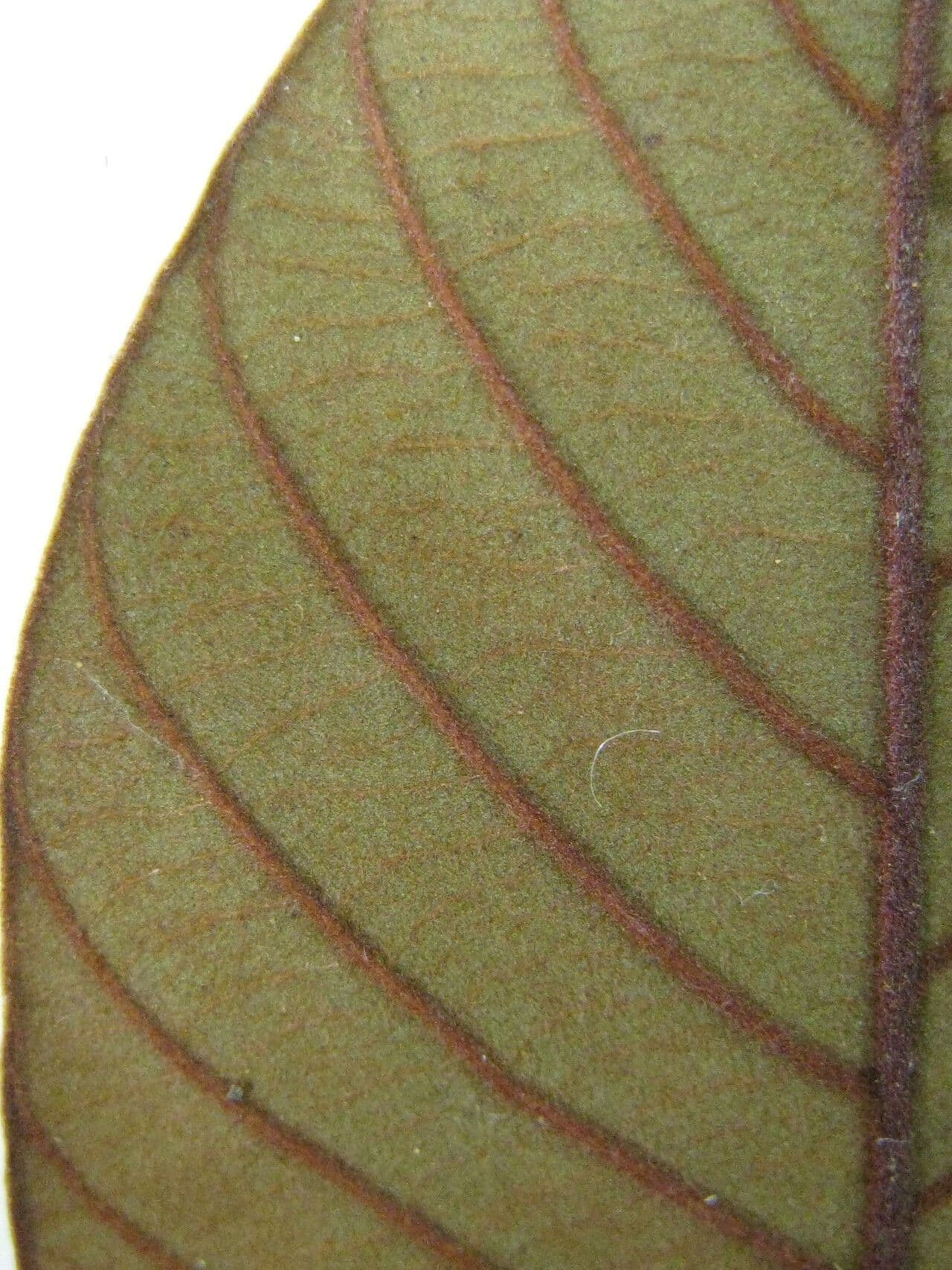 Chrysophyllum 5