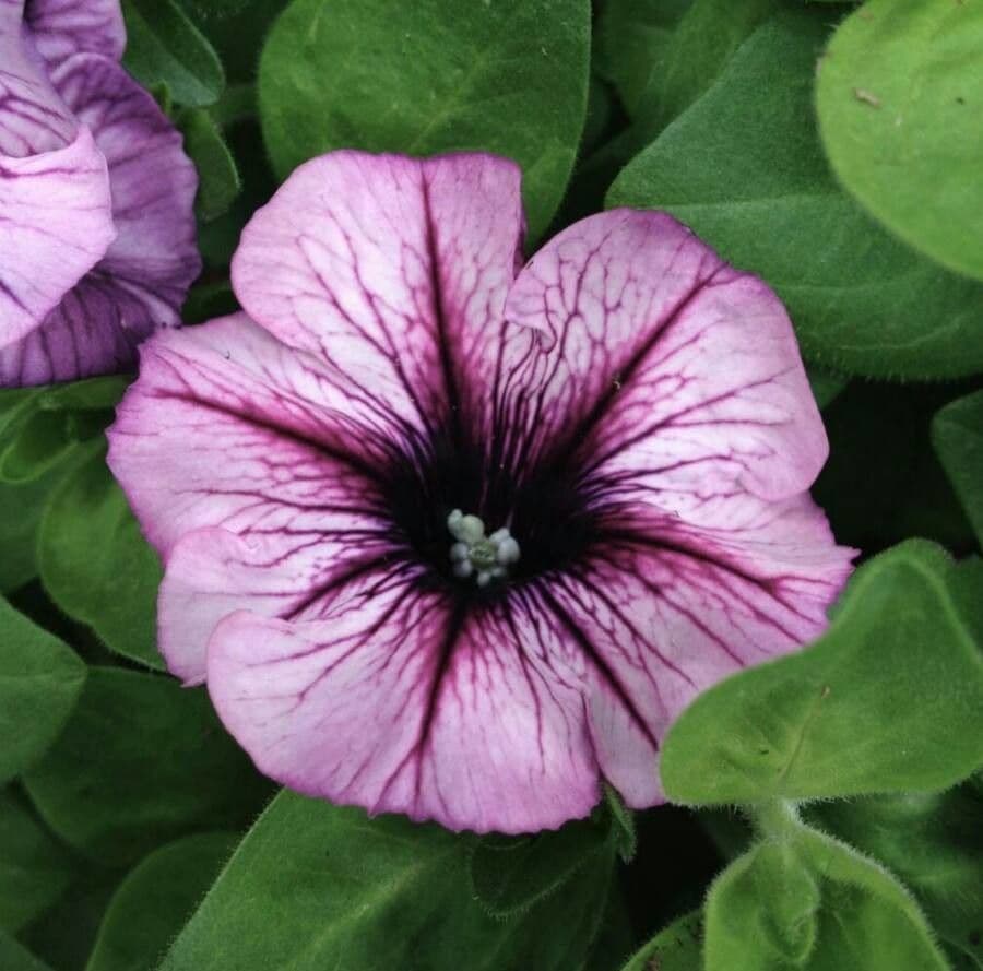 Petunia 7