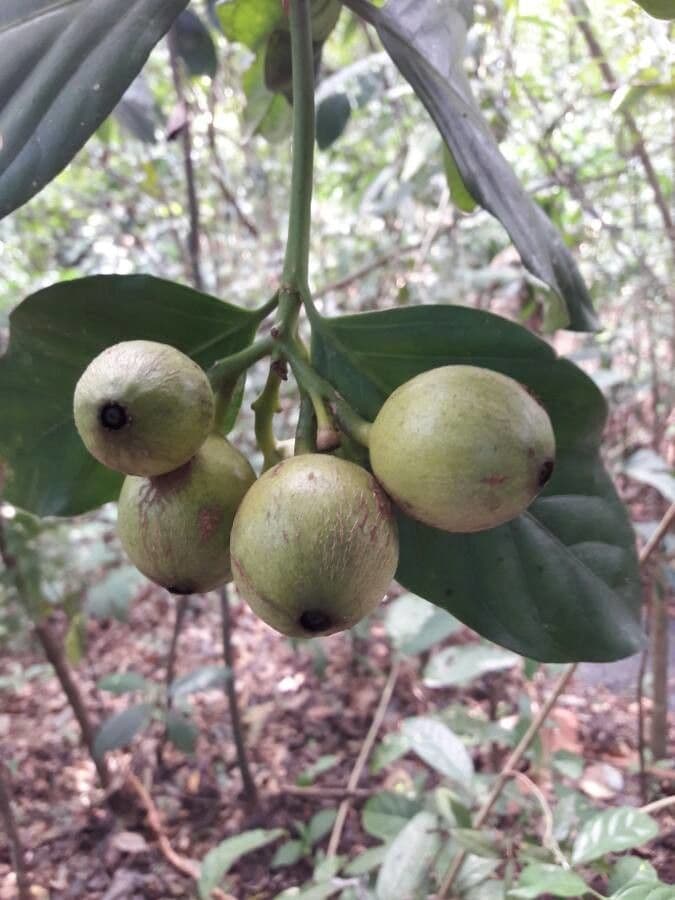 Posoqueria latifolia
