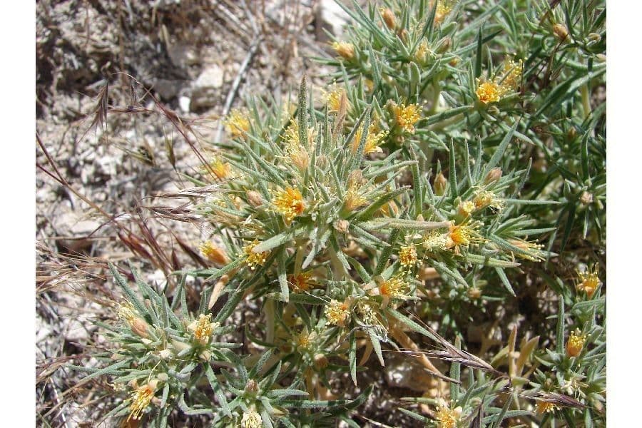 Mentzelia 5