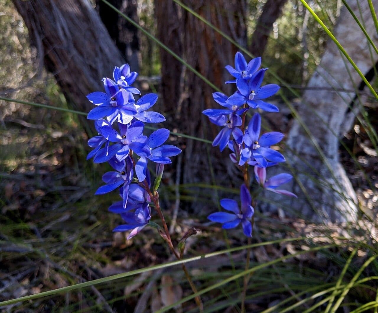 Thelymitra 4