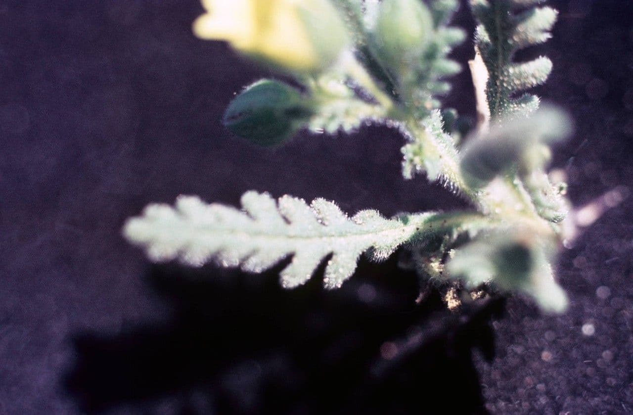 Emmenanthe penduliflora 14