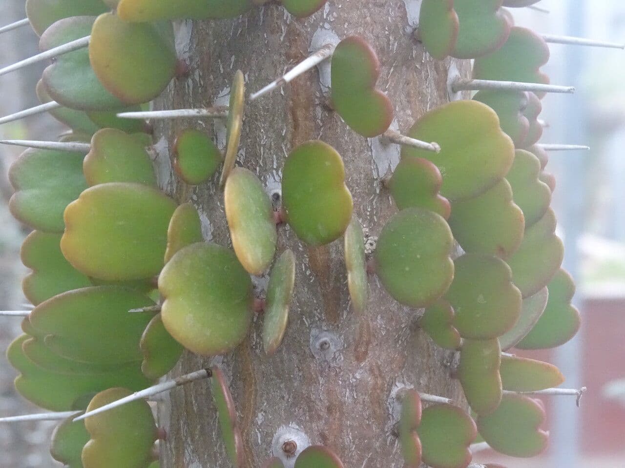 Alluaudia 6