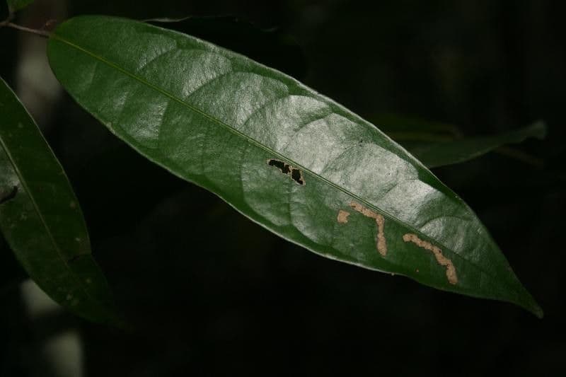Eschweilera micrantha 10