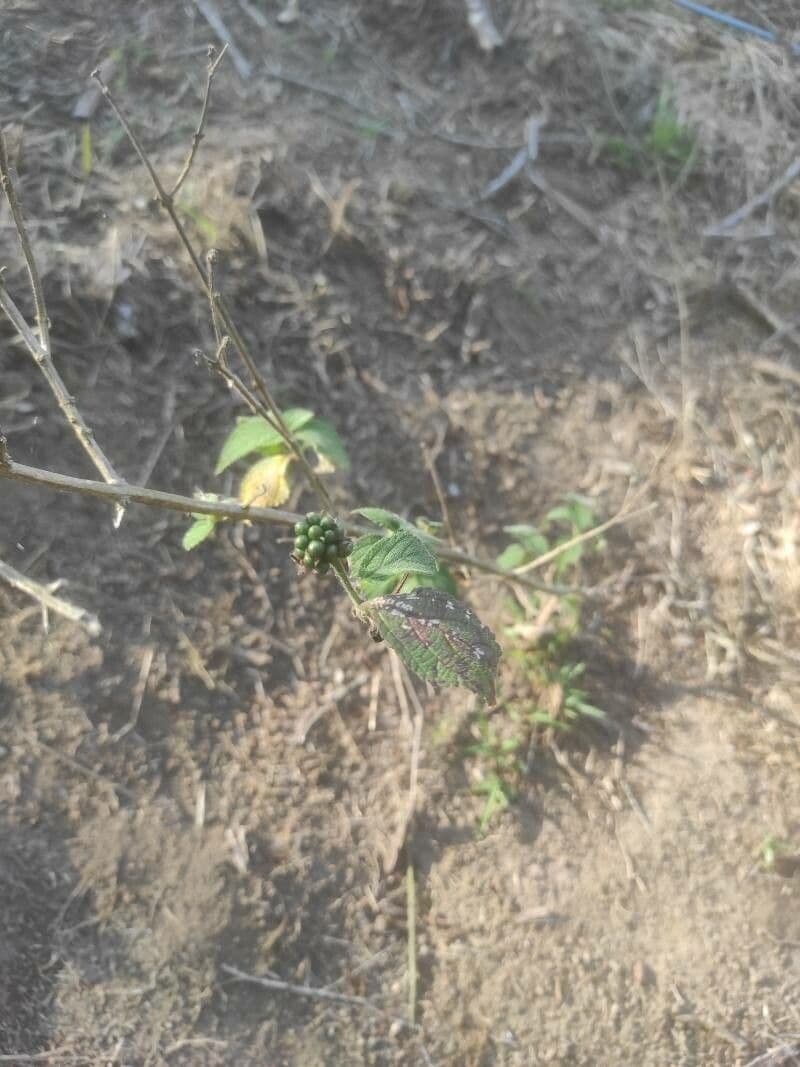 Lantana 5