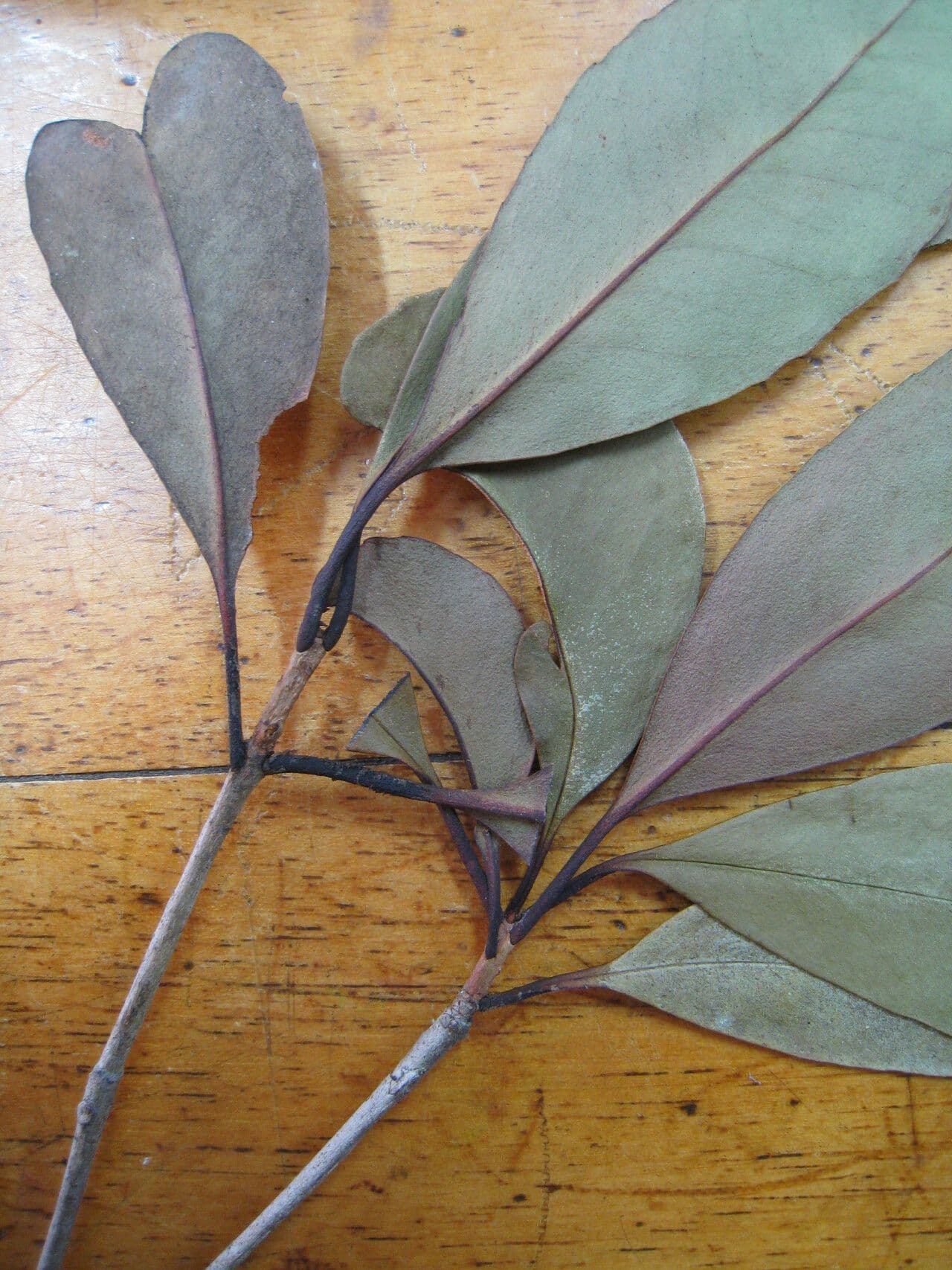 Ternstroemia 10