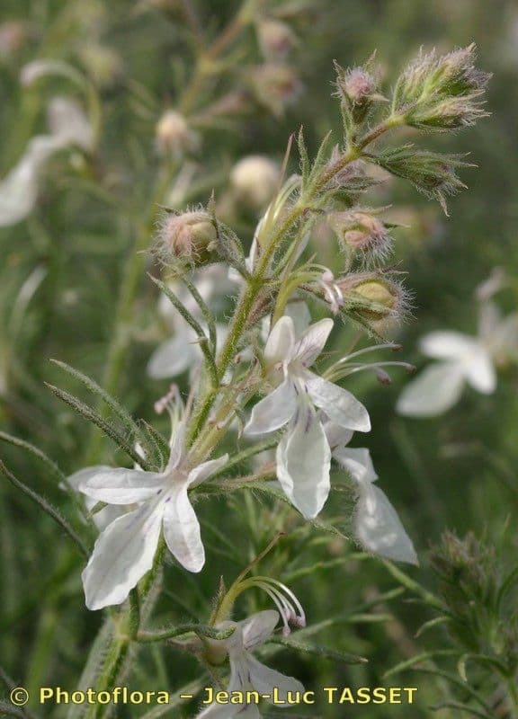 Teucrium pseudochamaepitys 29