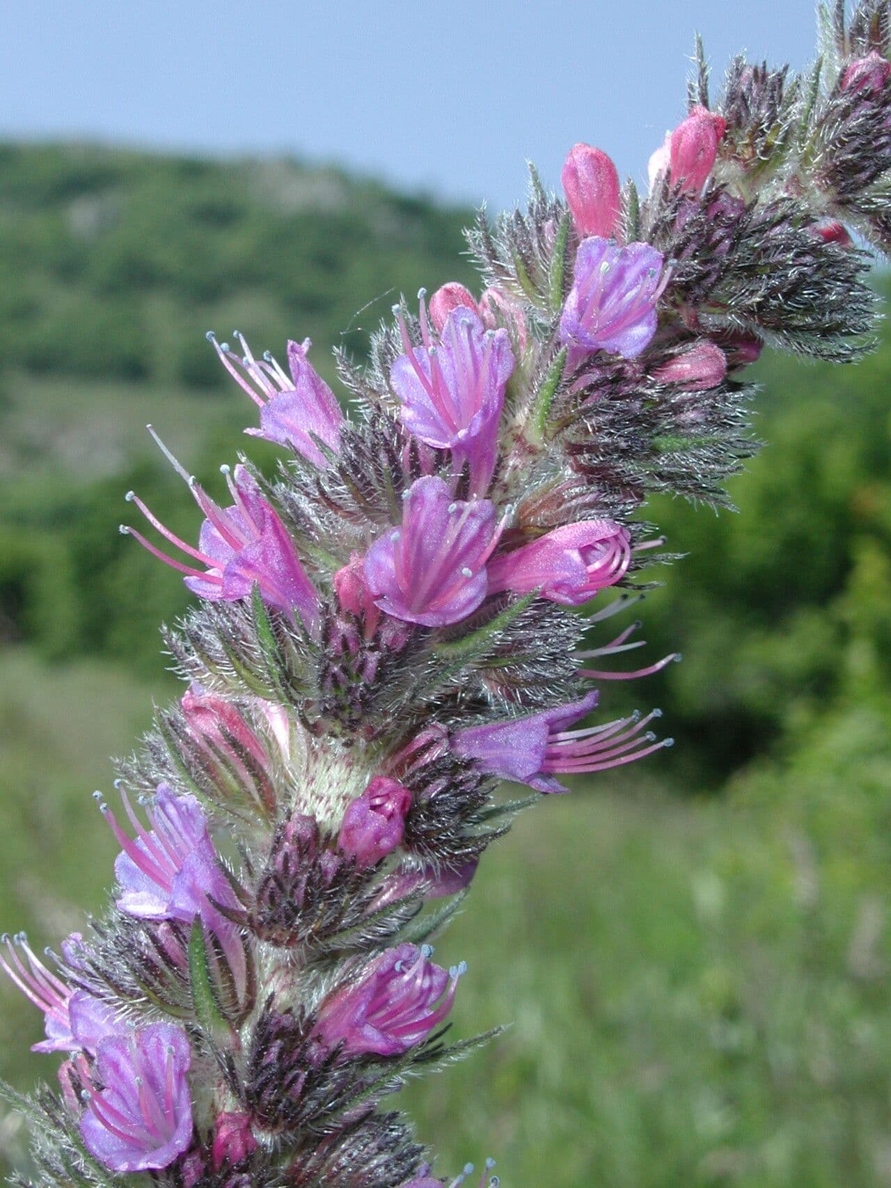 Pontechium maculato