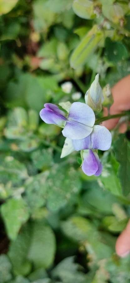 Crotalaria verrucosa 10