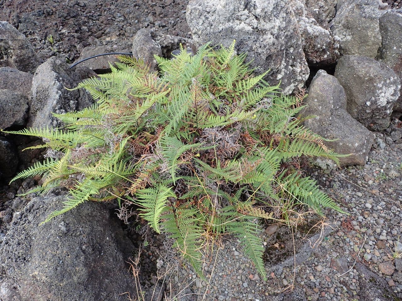 Felce argentea 5