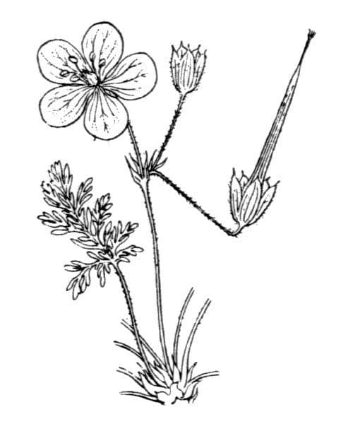 Stinkender Storchschnabel 29