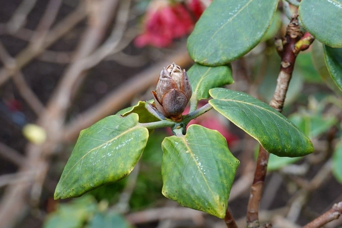 Rododendro 25