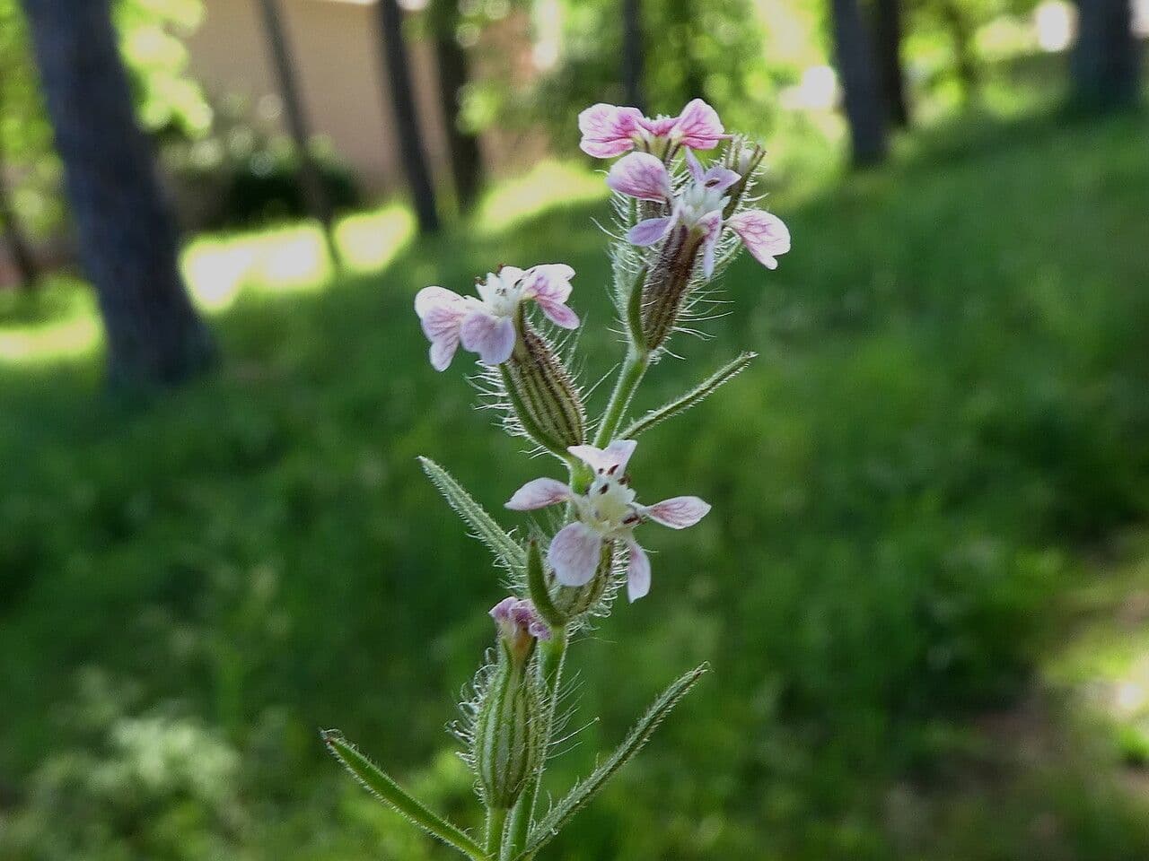 Silene gallica 21