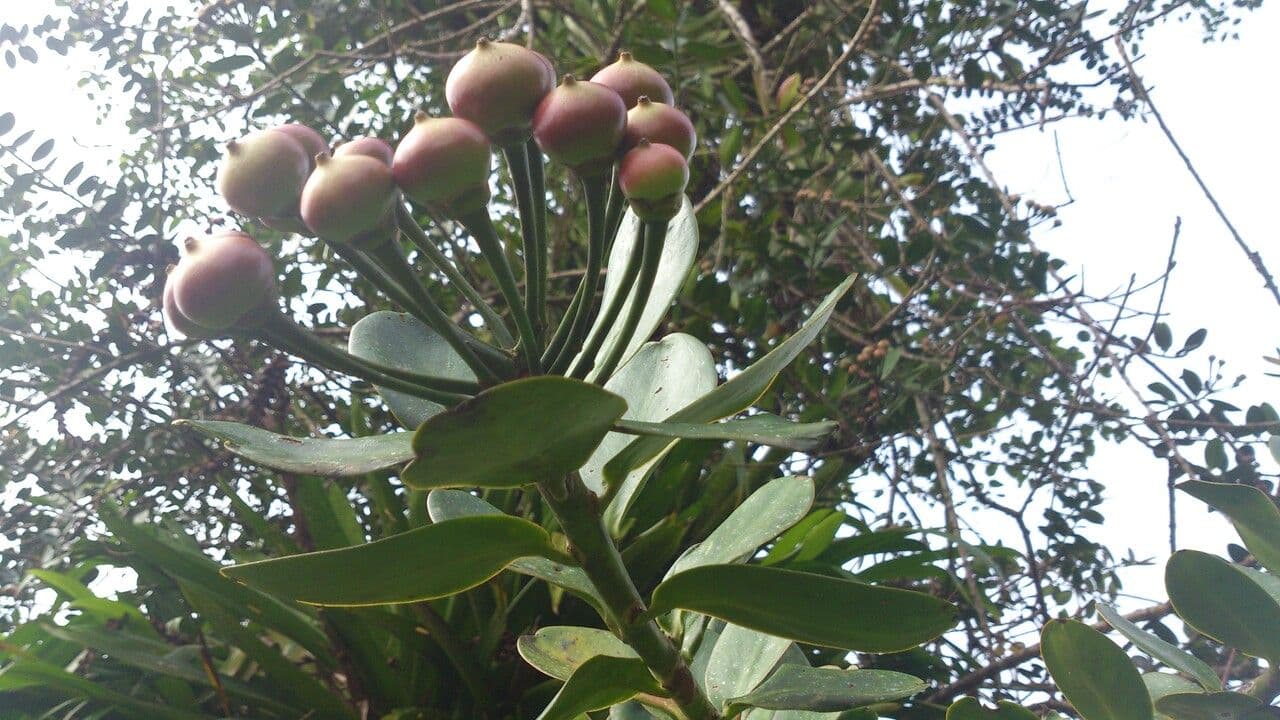 Marcgraviastrum 7