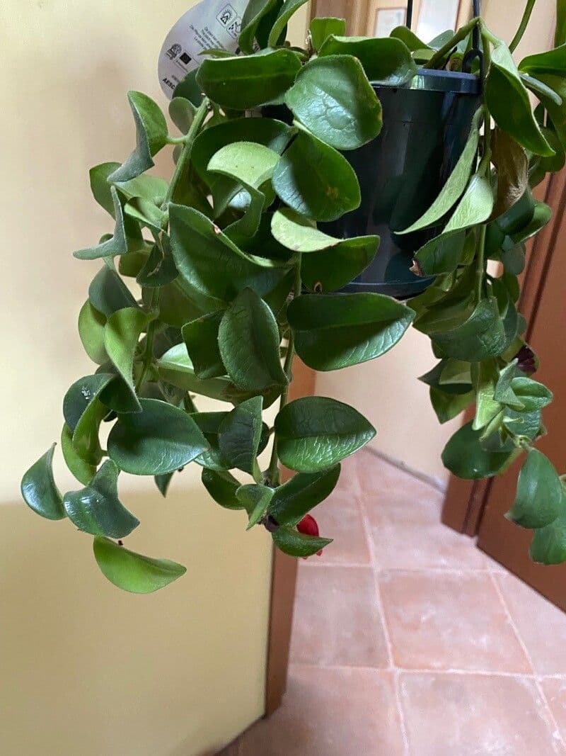 Pianta rossetto 23